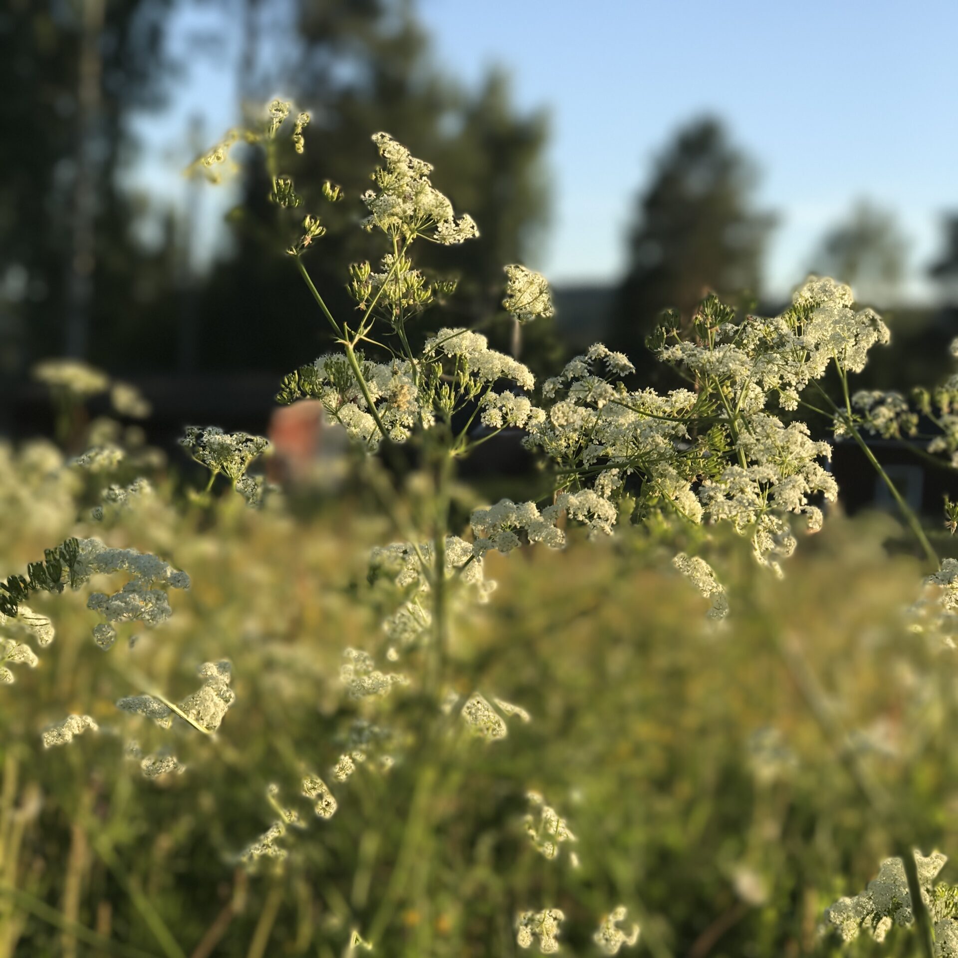 Sommaren – ge din hjärna den vila den faktiskt behöver